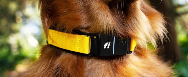 ⁦طوق الذكي من Fi Series 3 - جهاز تعقب GPS ومراقبة النشاط واللياقة البدنية (رمادي ، كبير)⁩ - الصورة ⁦11⁩